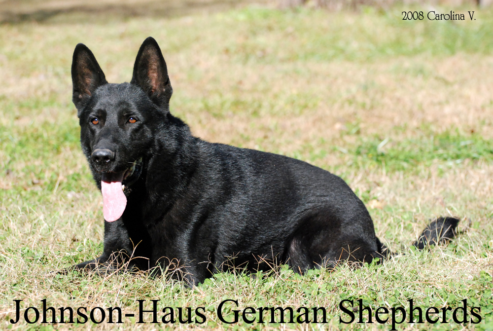 german shepherd puppies for free